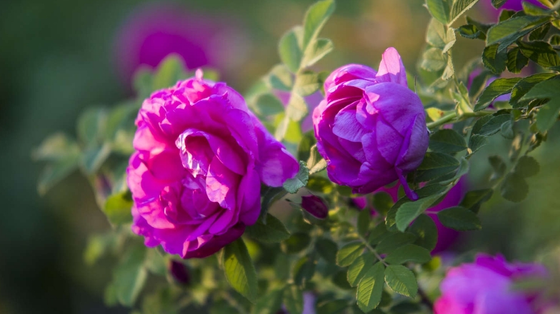 玫瑰花在种植过程中要怎样浇水？