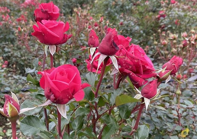 玫瑰花在种植过程中要怎样浇水？