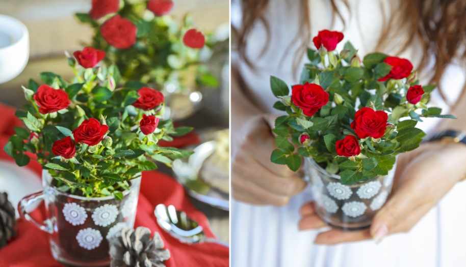 在家里和办公室种植玫瑰花的二个小技巧